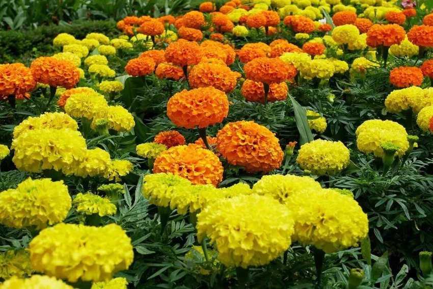 Marigold Flowers: Health Benefits and Uses