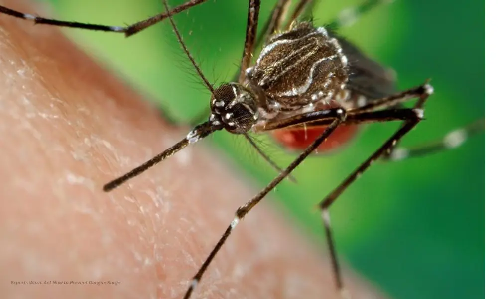 Experts Warn: Act Now to Prevent Dengue Surge 1 Experts Warn: Act Now to Prevent Dengue Surge