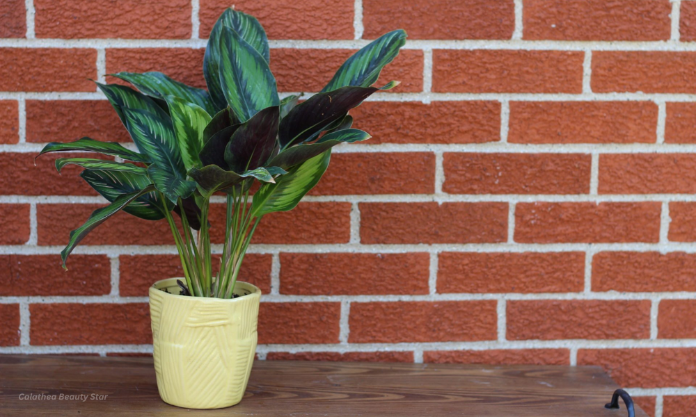 Calathea Beauty Star: The Complete Plant Care Guide for a Stunning Houseplant 1 Calathea Beauty Star