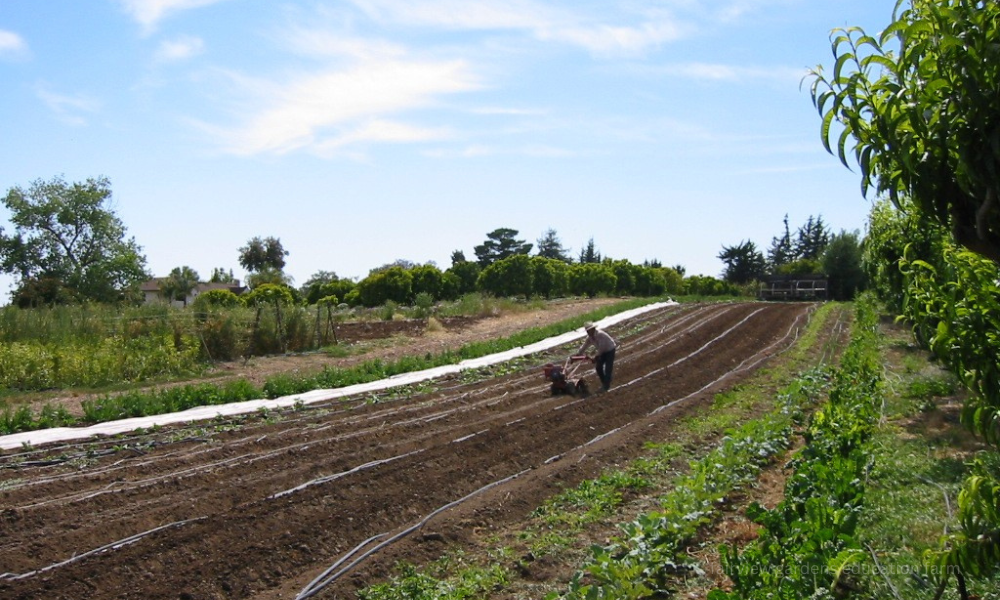 Fairview Gardens Education Farm – A Complete Guide to Its Purpose, Programs & Impact 1 Fairview Gardens Education Farm